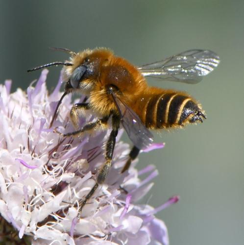 Hoplitis bisulca